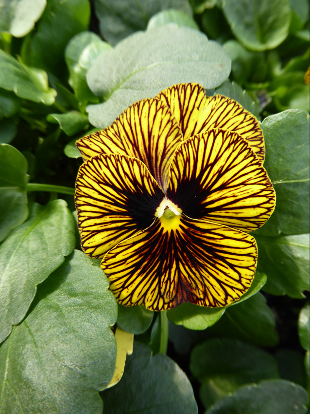 Viola Sorbet Tiger Eye  Yellow(180)